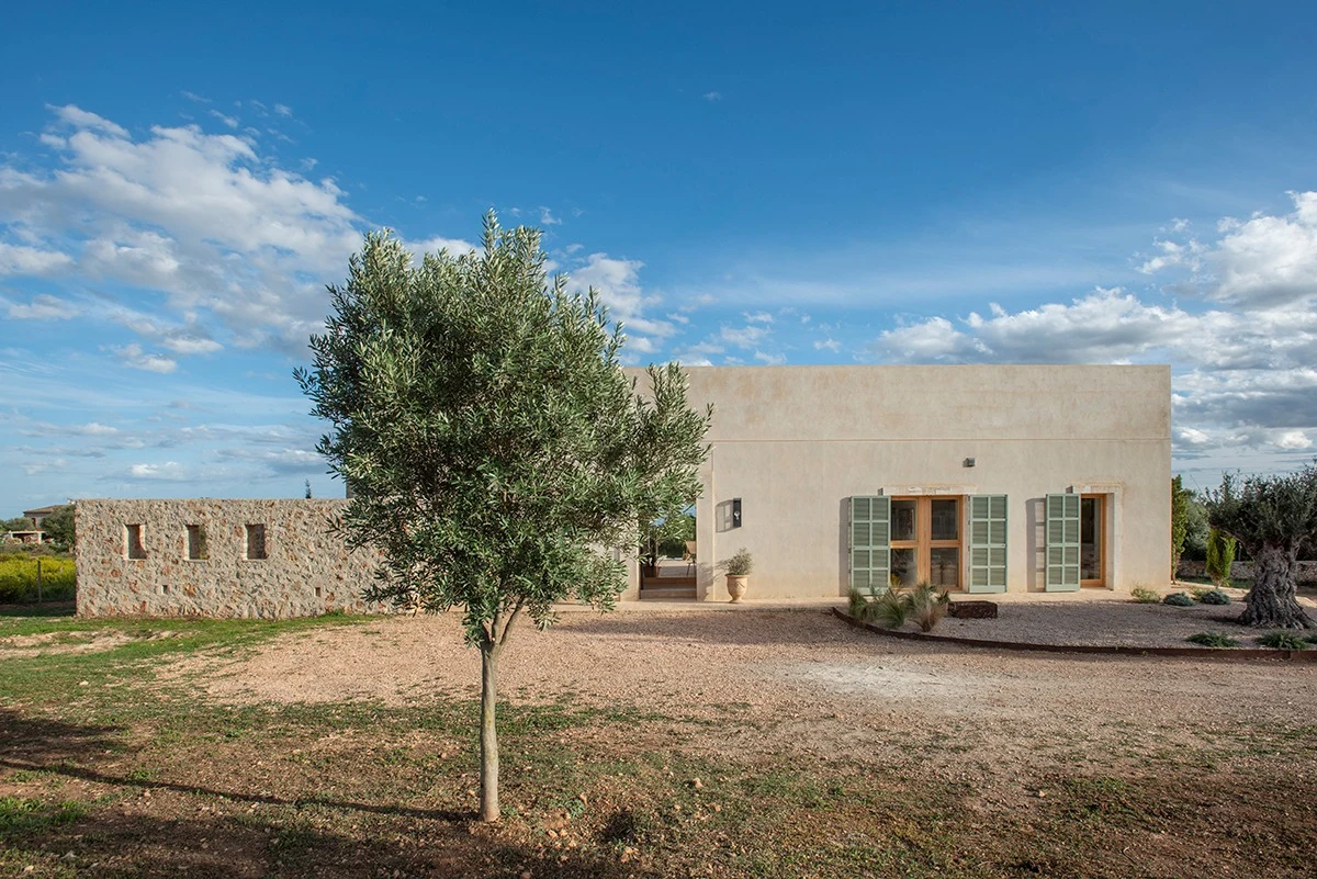 Casa LLT: façana d’accés amb una olivera en primer terme
