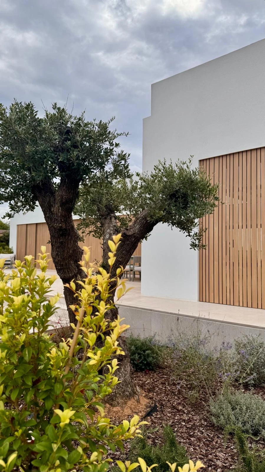 Son Serra: Olivera i jardí davant la façana